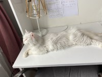 Chinchilla dişi kedimiz