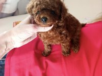 Kore Toy Poodle Yavrular