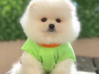 Pomeranian boo bebeklerim