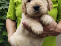 Eğitimli baby face golden retriever bebekleri