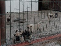 1 aylık çoban köpeği yavruları