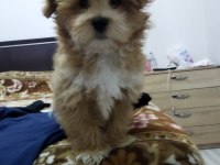 Maltipoo bebeğimiz