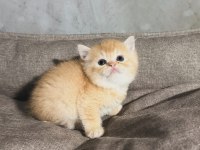 British golden kedimiz