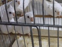 Albino yavru sultan papağanları