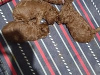 2 aylik orjinal toy poodle