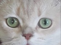 British golden shorthair şecereli erkek