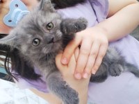 Tatlı british shorthair kuzu