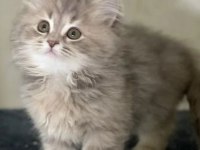 British Longhair Gri Renk Yeni Sütten Kesilme