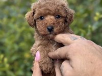 Birbirinden güzel toy poodle yavrularımız
