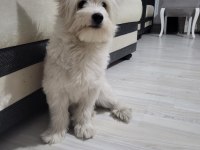 En güzel morkie