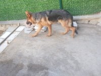 Orjinal Alman Çoban Kurdu 4 Aylık