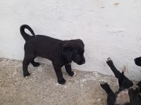 A sınıf yavru köpeklerimiz