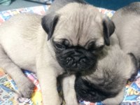 Pug mops yavrularımız
