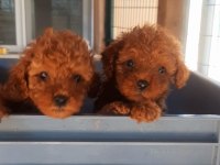 Poodle efsane TEACUP Bebekler