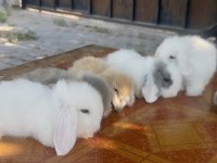 Hollanda lop tavşanı mavi gözler