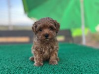 Baba Kore Poodle Maltipoo Dişi Yavru