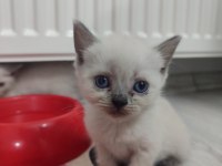 Safkan blue point british shorthair
