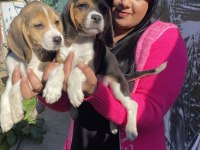 Elizabet beagle yavrularım