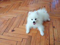 Pomeranian boo 1. sınıf