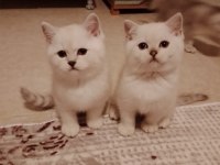 Sevimli british longhair minnaklar