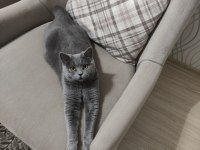 Tatlı british shorthair kızımıza yuva arıyoruz