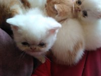 İran persian safkan