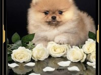 Mini Pomeranian boo yavrularımız