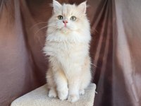 Krem rengi british longhair yakışıklı