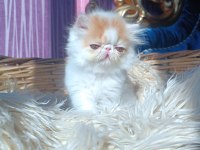 Show kalite iran persian kedisi