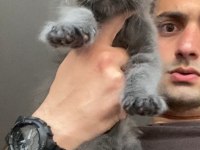 XxxL Maine Coon Erkek Yavrular (yurt dışı şecereli dereceli)