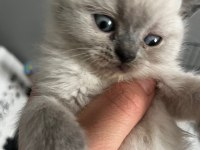 40 günlük blue point british shorthair yavrular