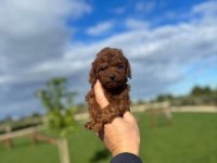 Red brown poodle daha uygunu yok