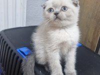 Minnoş Scottish Fold Kedim