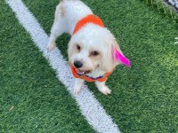 Maltese terrier köpeği 1 yaşında dişi