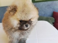 Pomeranian Boo Yavrular