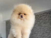 Show kalite fcı export pedigreli kore pomeranian