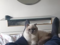 Scottish fold