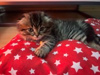 2 aylık erkek yavru scottish fold