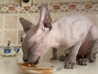 ACİL SFENKS KEDİMİZ