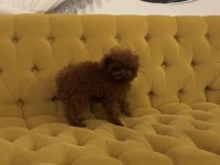 Koreden teacup dişi poodle yavrumuz