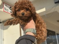 Petmode köpek çiftliğinden tea cup kore poodle