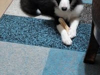 4 Aylık Dişi Border Collie