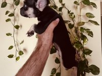 Black tan french bulldog bebekler
