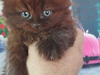 Chocolette british longhair efsane