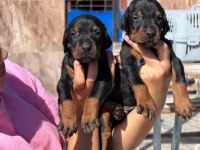Doberman yavruları