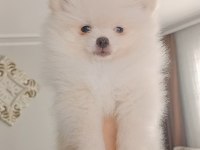 Pomeranian boo erkek yavru