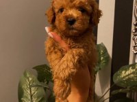 Eşsiz kalite de toy poodle
