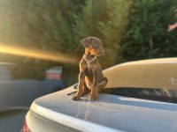50 Günlük Kızıl Erkek Doberman scrli