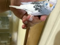 29 GÜNLÜK KONUŞTURMALIK MUHABBET KUŞU BEBEK