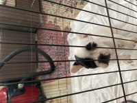 2 Aylık French Bulldog